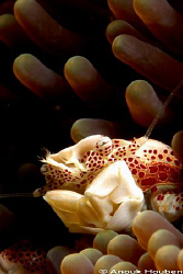 Porcelain crab, Neopetrolisthes oshimai. Picture taken at... by Anouk Houben 